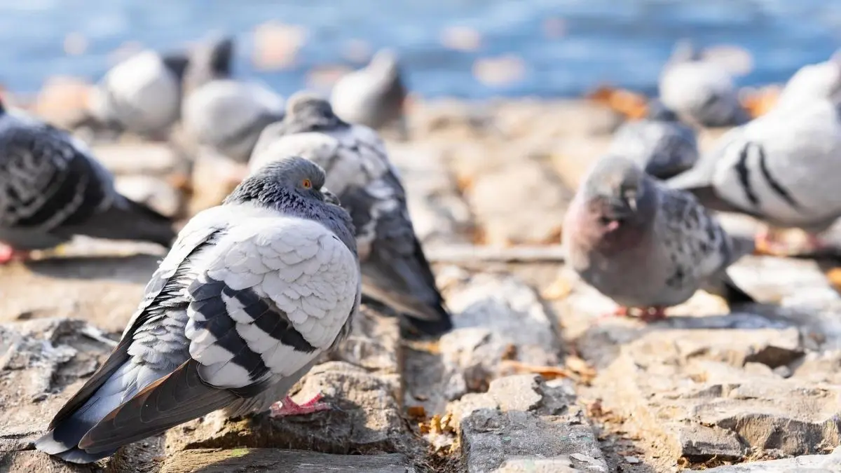 Rub&eacute;n Vi&ntilde;uales parla de les palomes i els trens a Tarragona