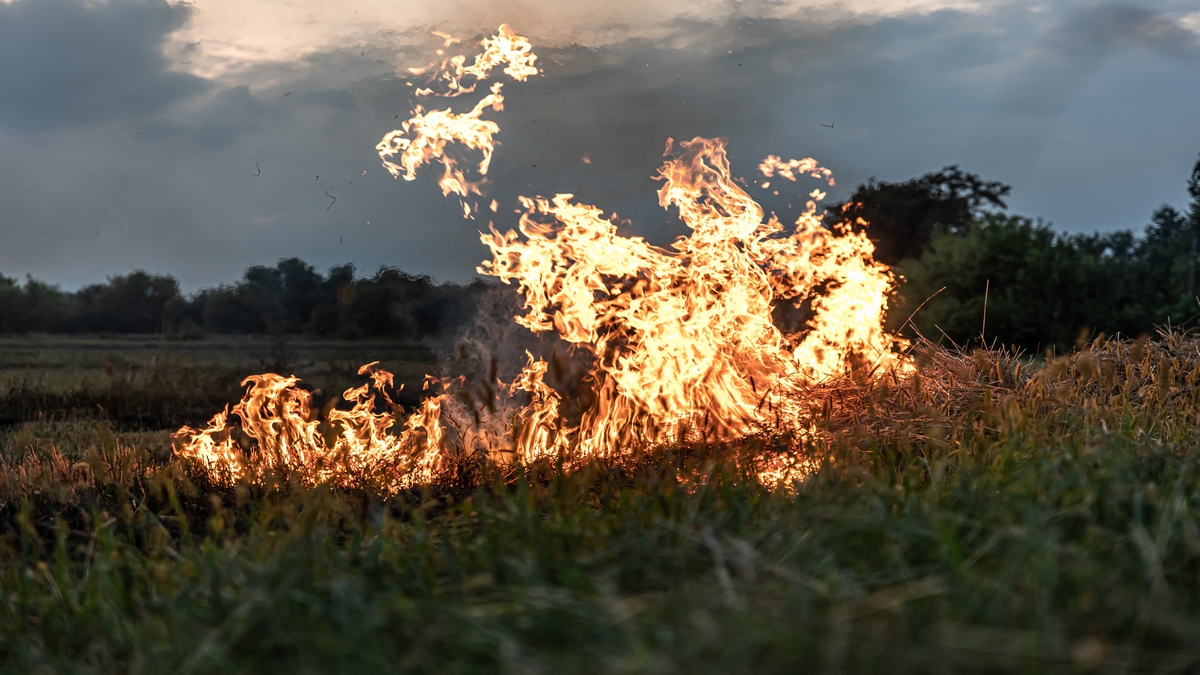 Fire in the steppe, the grass is burning destroying everything in its path.