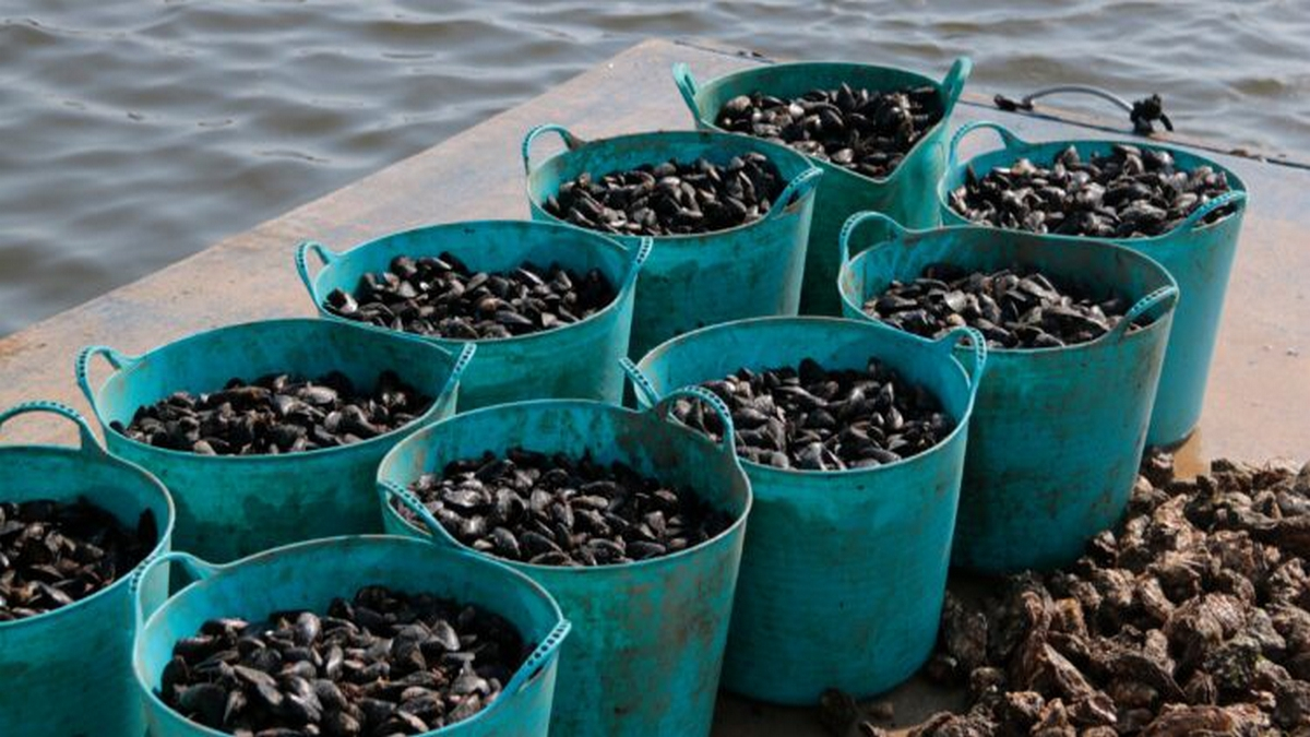 producci&oacute;-musclos-deltacat