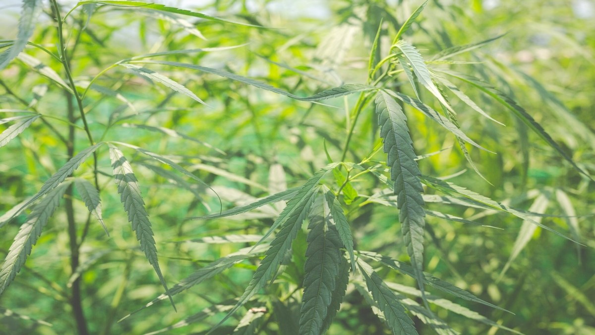 Green marijuana background.