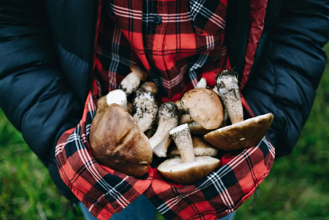 Colla de boletaires amb cistells al bosc del Pirineu