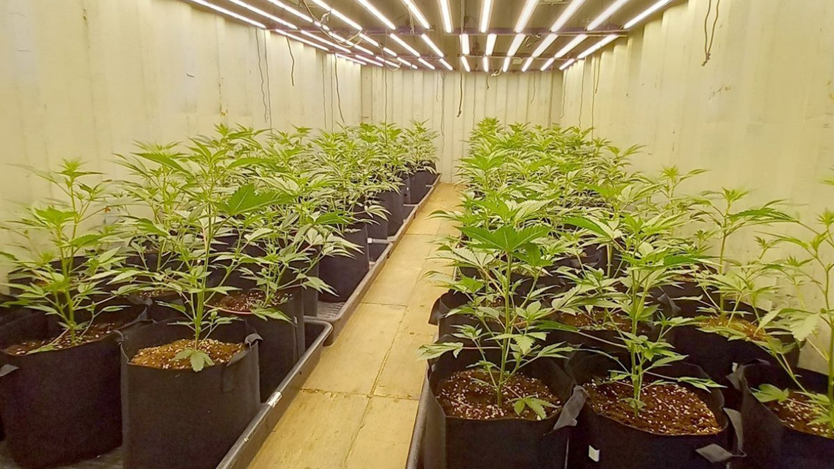 plantaci&oacute;-marihuana-riudoms-cme