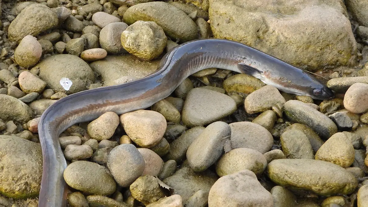 Anguila europea al riu Francol&iacute;. Santiago M.