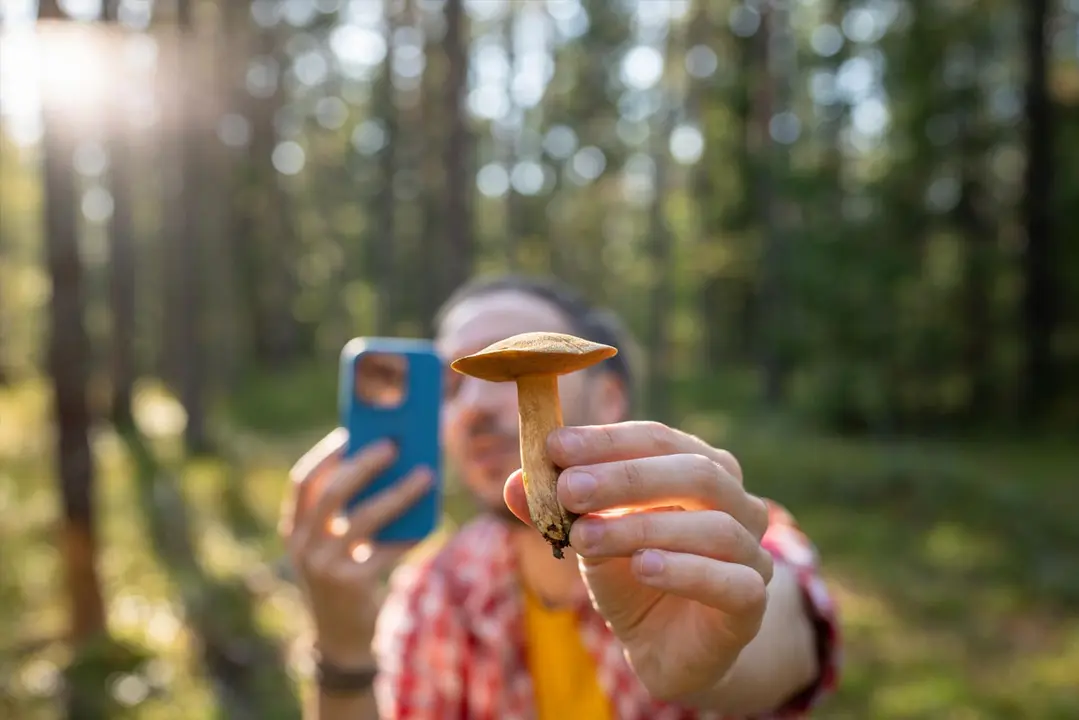 Cistell de bolets al bosc del Maresme