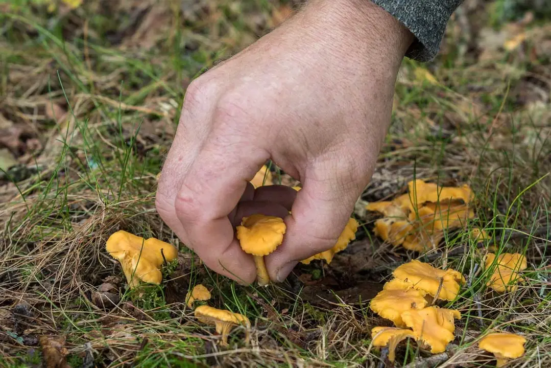 Boletaire buscant ceps al Pirineu