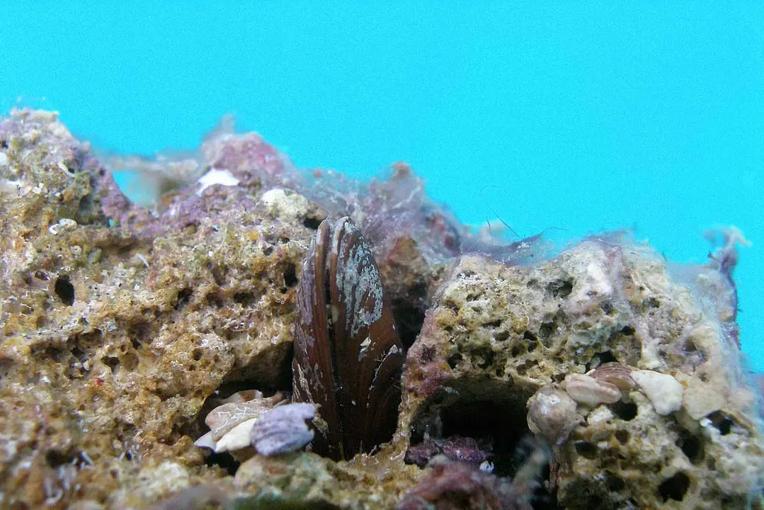 D&agrave;til de mar - Viquip&egrave;dia