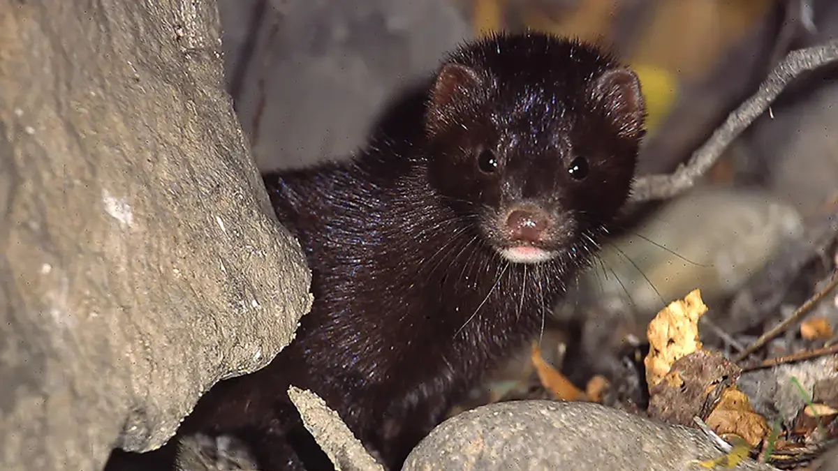 Vis&oacute; americ&agrave; al riu Gai&agrave;