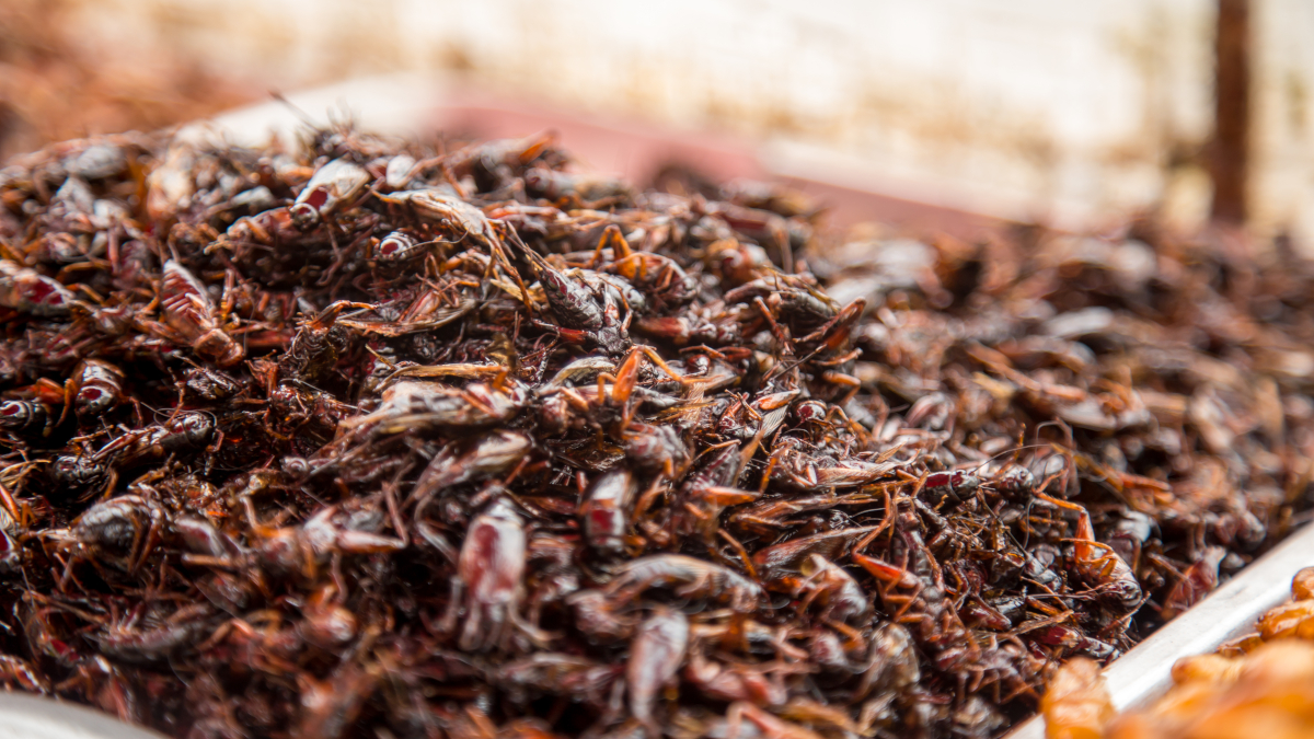 saltamartins-menjar-ex&ograve;tic-tradicional-mercats-carrer