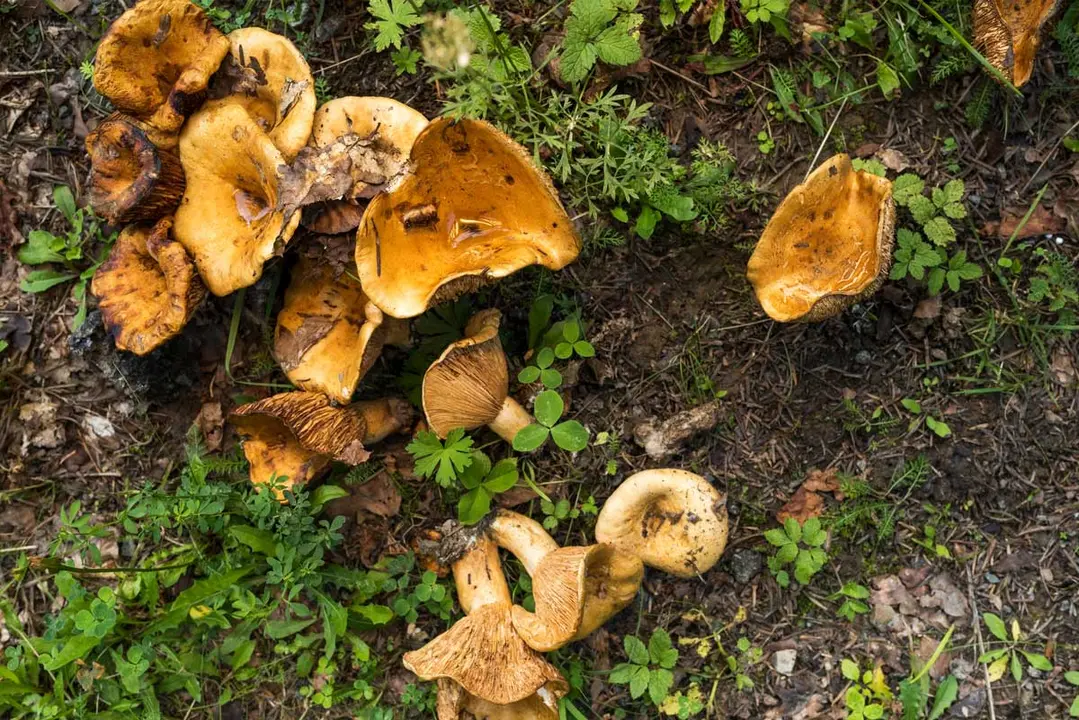 Seters al Parc Natural de Gorbeia