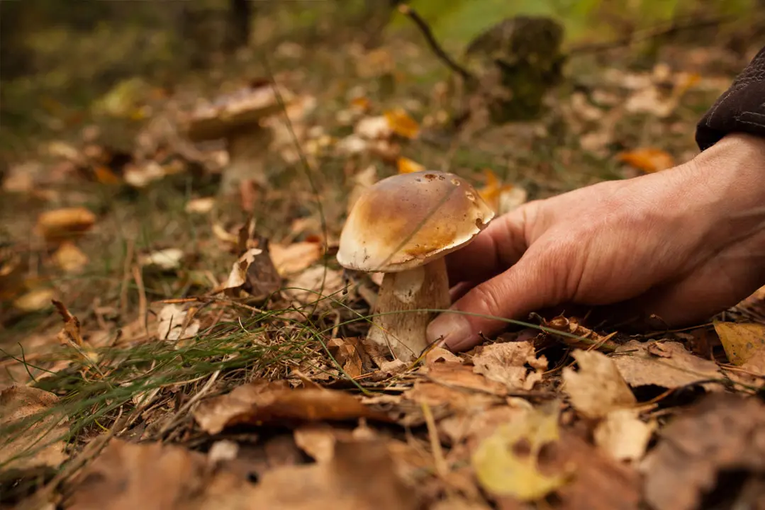 Cistell amb rebollons de G&uacute;dar-Javalambre
