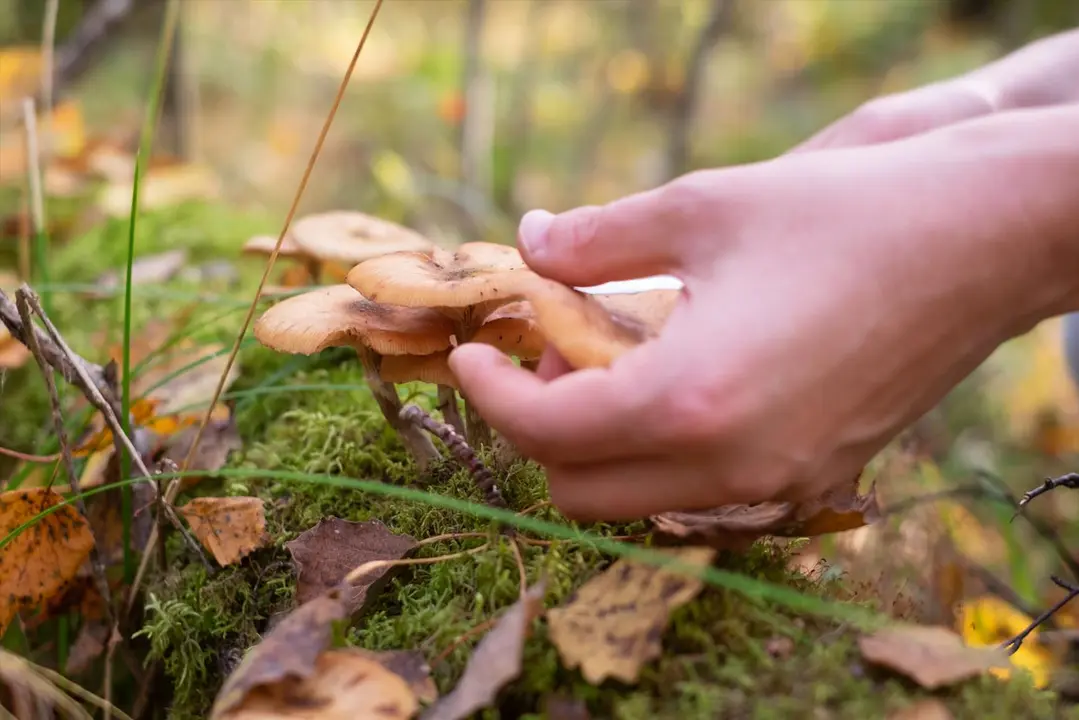 Boletaires a la recerca del rovell&oacute; perfecte