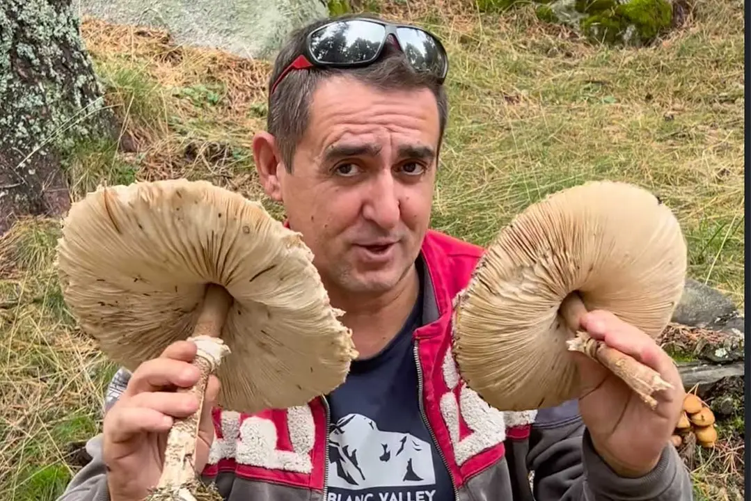 L&rsquo;apagallums m&eacute;s gran del bosc catal&agrave;. Imatge Instagram @arbur_vlogs