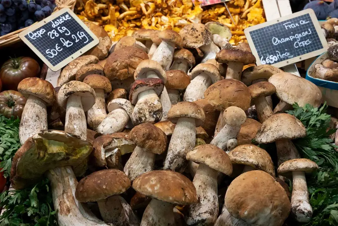 Boletaires al parc natural de Sant Lloren&ccedil; del Munt