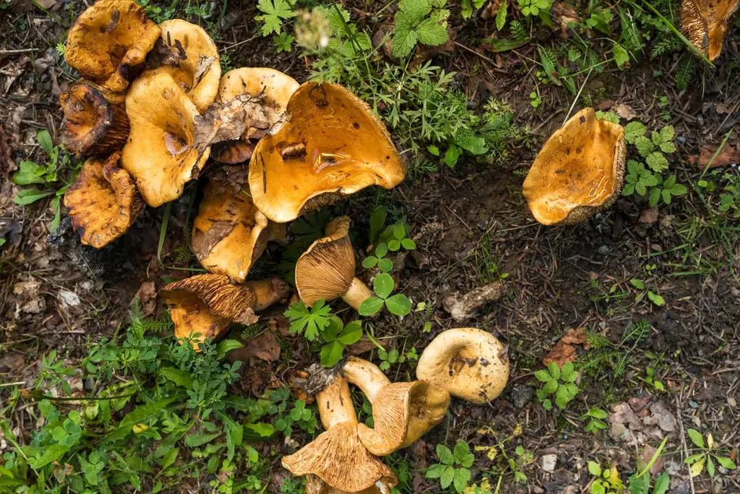 Boletaires a la recerca del rovell&oacute; perfecte