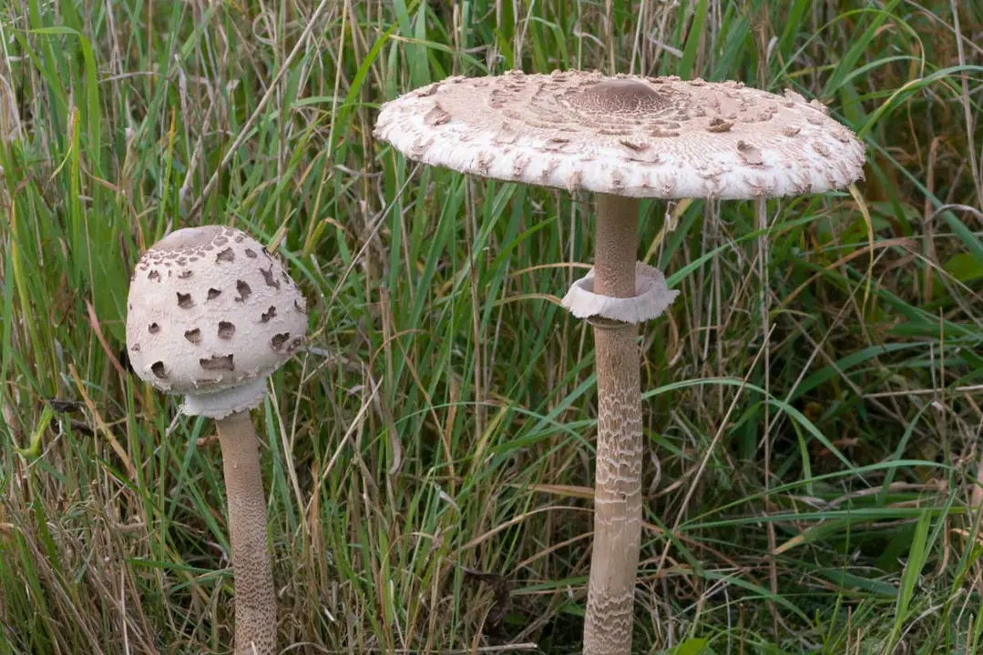 Paloma - Viquip&egrave;dia