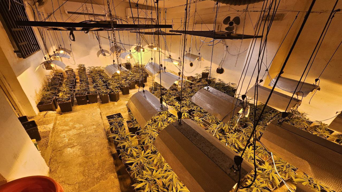 plantaci&oacute;-marihuana-montferri