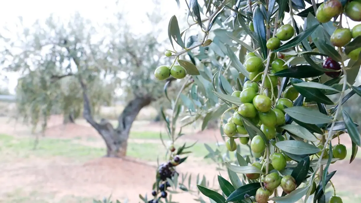 Presentaci&oacute; de la campanya 2025-2026 de la DOP Siurana a la Bisbal de Montsant