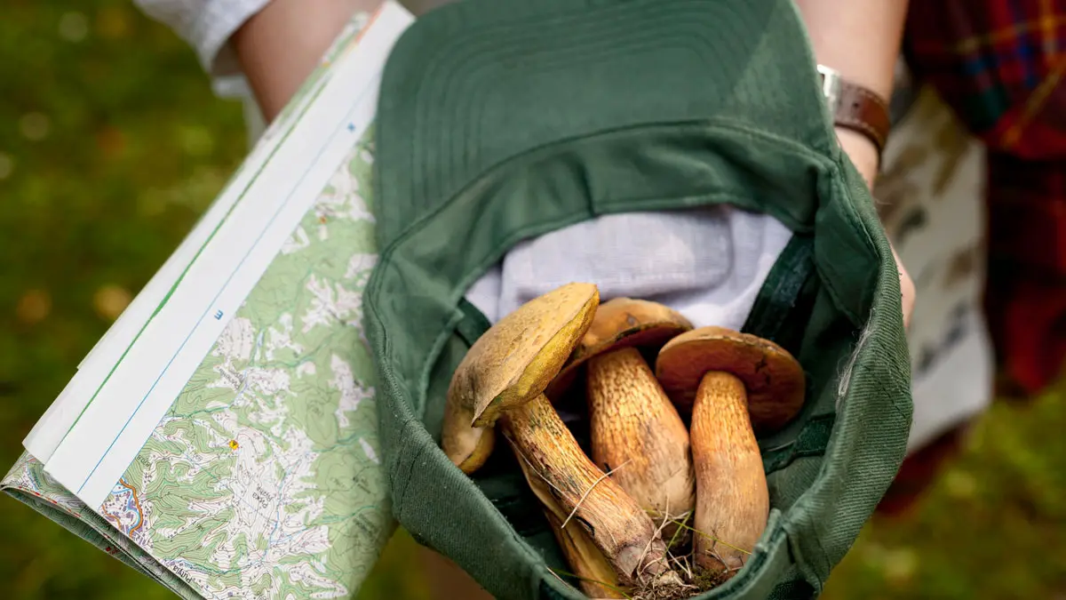 Boletaires andalusos controlant el cistell