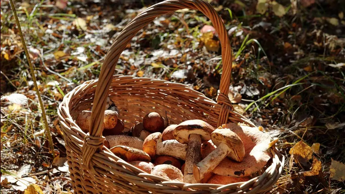 Adri&agrave; Segura amb el seu cistell de rovellons al concurs de Castellar del Riu