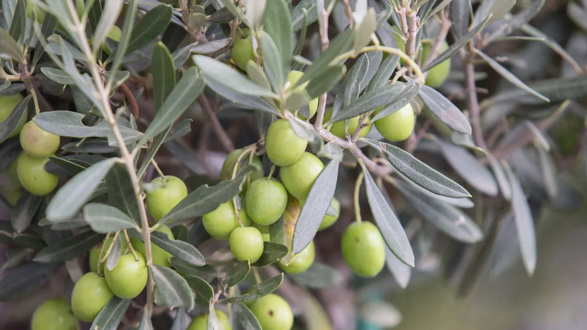 Olives urbanes del Parc de la Roda d&rsquo;Andalusia