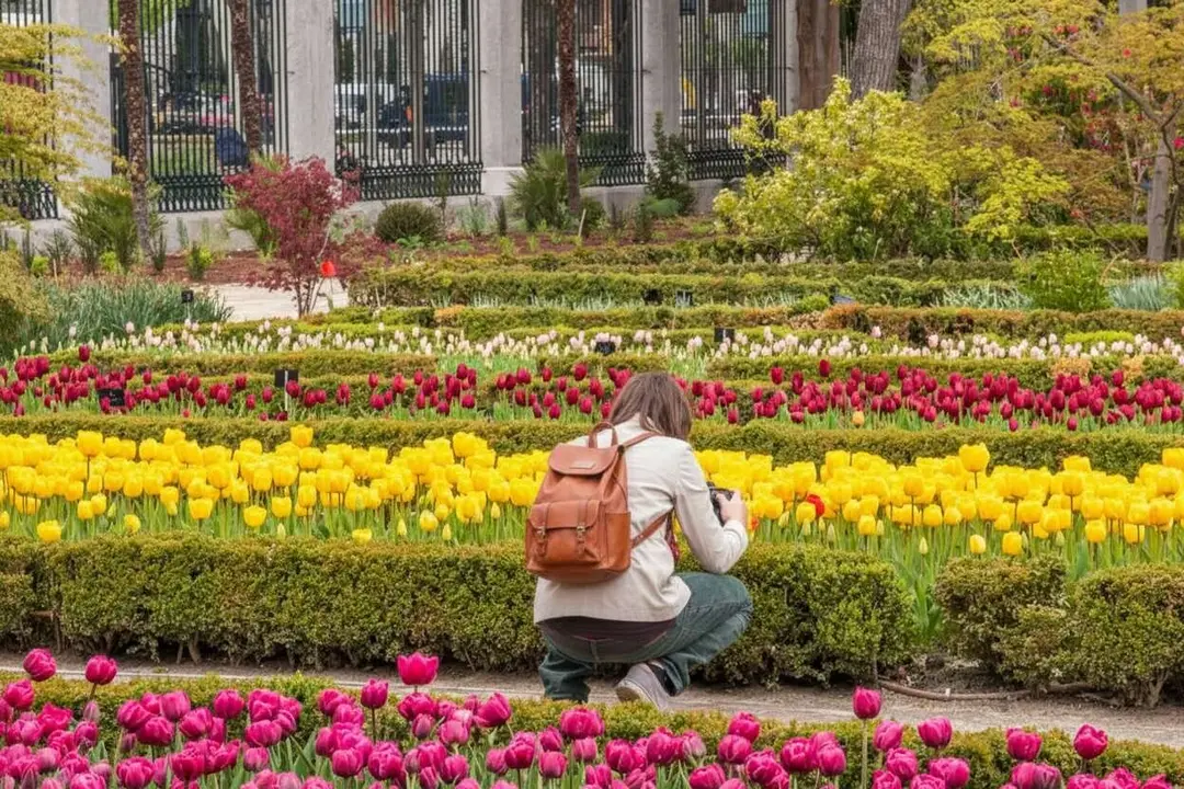 Espectacular floraci&oacute; de totes les tulipes del Reial Jard&iacute; Bot&agrave;nic de Madrid. Foto d'arxiu.