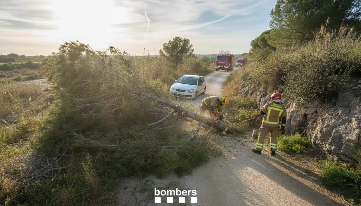 Cotxe accidentat a Riudoms que fa caure un arbre i talla un cam&iacute; a la T-310 en un incident de tr&agrave;nsit recent
