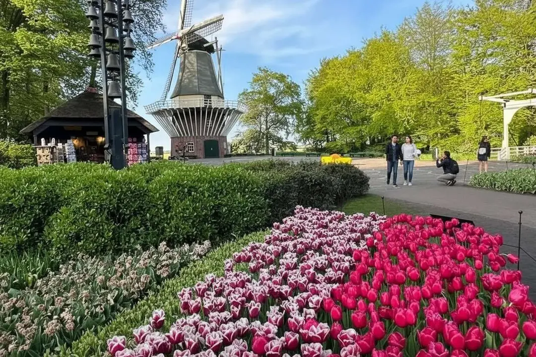 Vista panor&agrave;mica dels tulipans a Keukenhof, el jard&iacute; de primavera m&eacute;s bonic i espectacular d&rsquo;Europa obert de mar&ccedil; a maig.