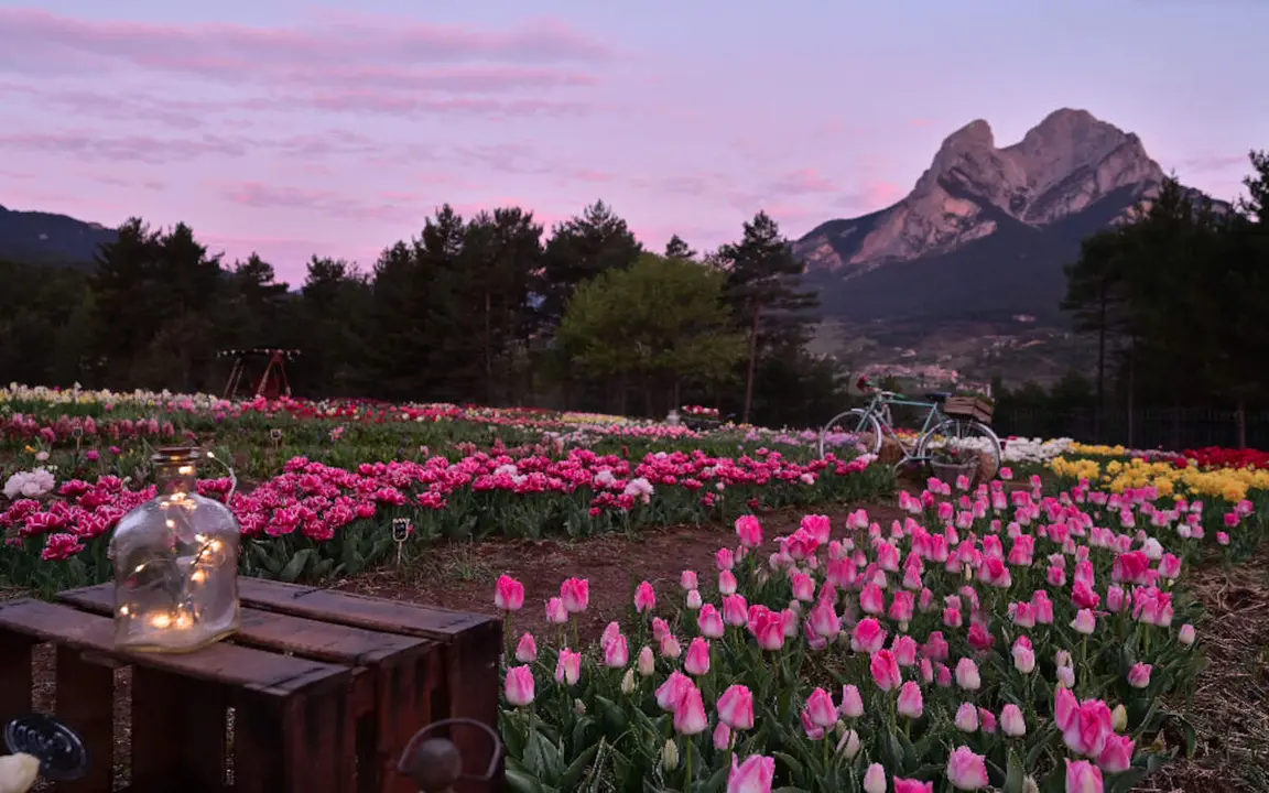 Espectacular vista del camp de tulipes al peu del Pedraforca. I no! Per estrany que sembli, aquesta imatge no ens la generat l'IA, &eacute;s de Tulipmania.es