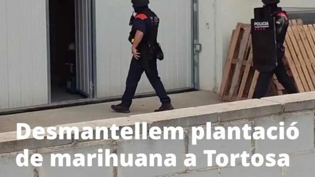  Plantaci&oacute; de 1.500 plantes desmantellada en una nau industrial abandonada de Tortosa amb sospites de cultiu il&middot;legal &mdash; Imagen de la Fuente 