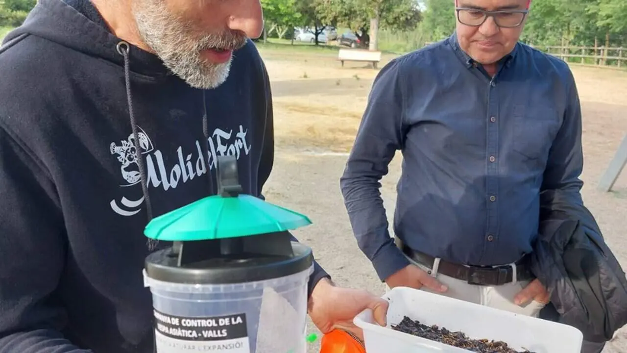  Prop de 300 reines de vespa asi&agrave;tica atrapades a Valls en poc temps durant campanya de control ambiental &mdash; Imagen de la Fuente 