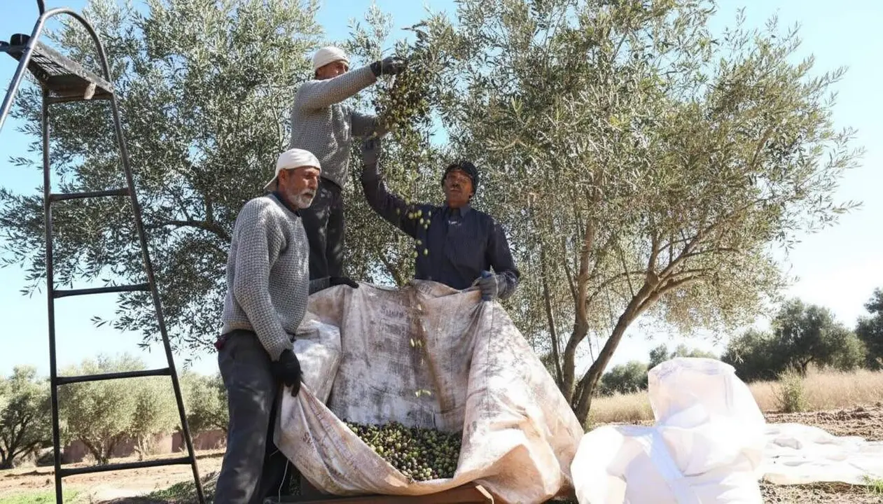  Marruecos s&rsquo;erigeix com el quart prove&iuml;dor principal d&rsquo;oli d&rsquo;oliva a Espanya amb un creixement sorprenent en un any &mdash; Imagen generada por IA 