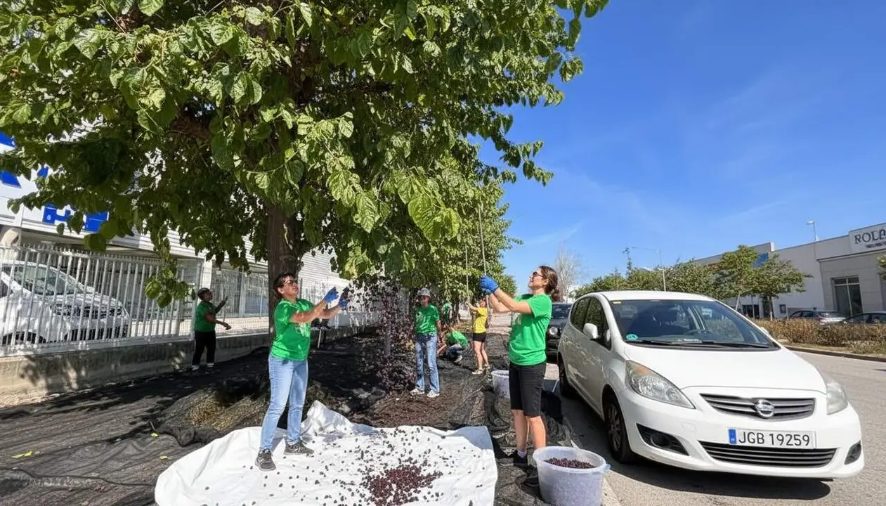  Espigoladors recull mores a Matar&oacute;, descobrint un fruit aut&ograve;cton que sorpr&egrave;n per la seva sabor i qualitat natural &mdash; Imagen generada por IA 