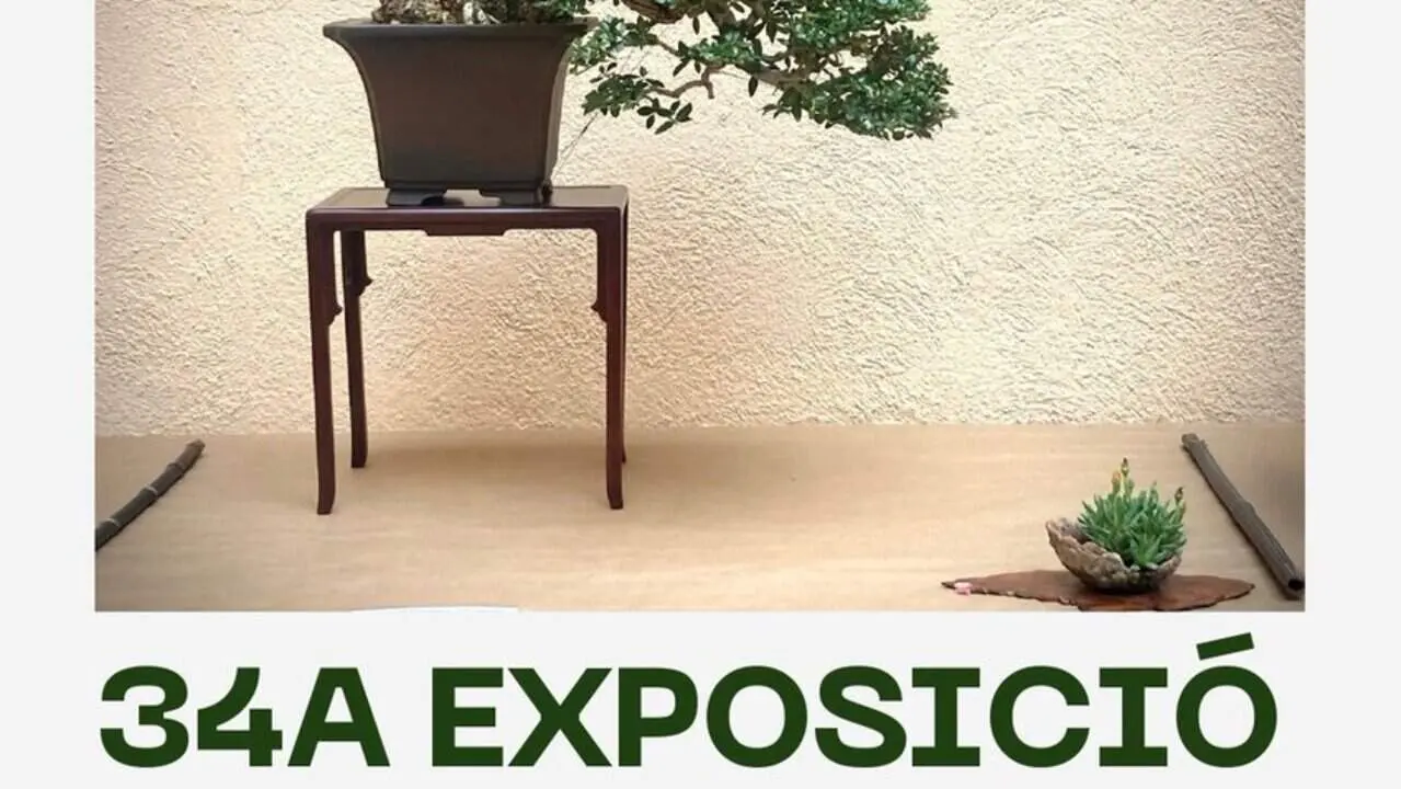  Exposici&oacute; de Bonsai amb mercat, tallers i xerrades al Pati de Sant Roc de l&rsquo;Ajuntament de Valls del 18 al 21 de juny &mdash; Imagen de la Fuente 