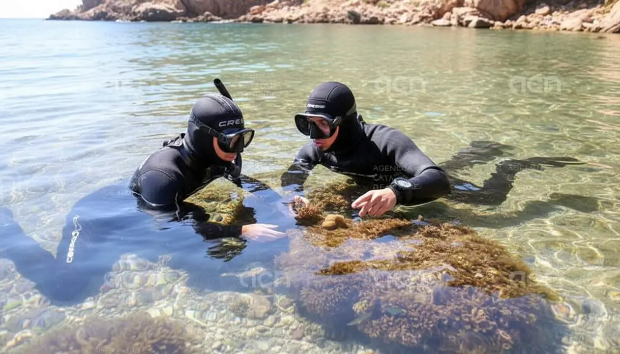 Restauraci&oacute; d&rsquo;h&agrave;bitats marins a la Costa Brava gr&agrave;cies al Pla PEREMCAT amb una inversi&oacute; de 3 milions d&rsquo;euros &mdash; Imagen generada por IA