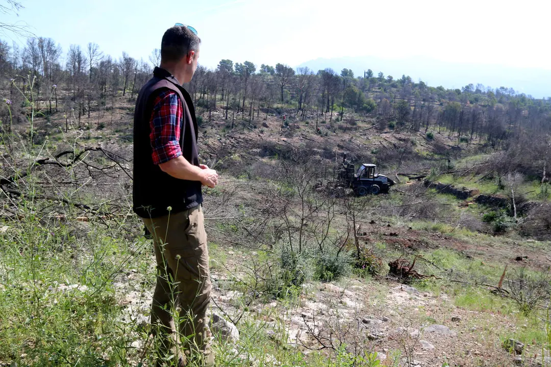 Treballs d&rsquo;empreses forestals retirant arbres cremats a Pa&uuml;ls sense cap cost per als ve&iuml;ns i propietaris &mdash; Imagen de la fuente