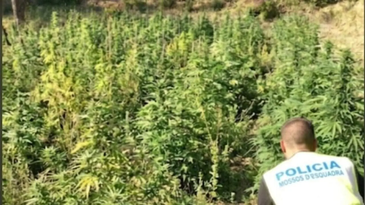  Plantaci&oacute; exterior de marihuana amb 5.000 plantes desmantellada a Corbera d&rsquo;Ebre amb dues basses d&rsquo;aigua pr&ograve;ximes &mdash; Imagen de la Fuente 