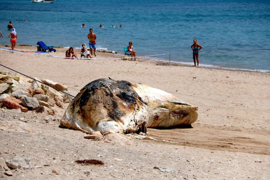 Una balena morta a la platja de l'Almadrava a Vandell&ograve;s amb bany prohibit fins la neteja completa &mdash; Imagen de la Fuente