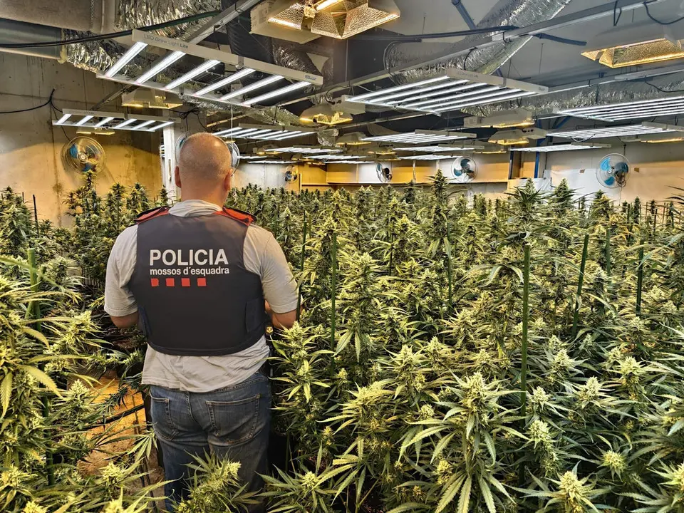 Detenci&oacute; a Roquetes d&rsquo;un home amb m&eacute;s de 500 plantes de marihuana i frau el&egrave;ctric durant un operatiu policial &mdash; Imagen de la fuente