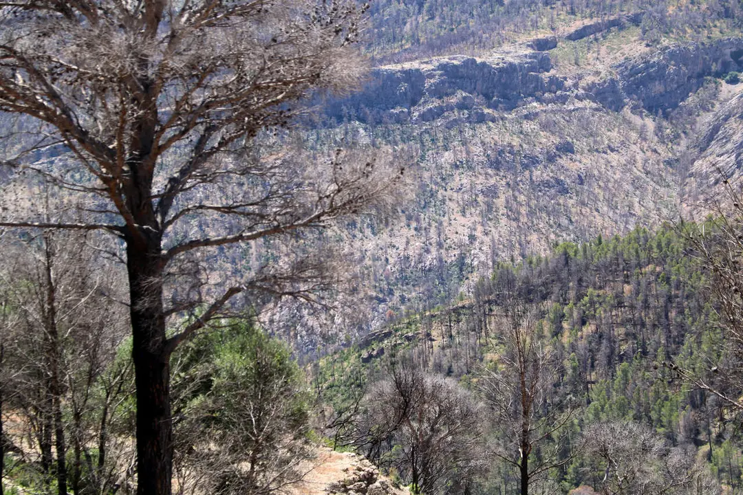 Paisatge cremat i despoblat despr&eacute;s de l'any del foc de Pa&uuml;ls a Xerta amb esperances d'ajudes pendents &mdash; Imagen de la Fuente