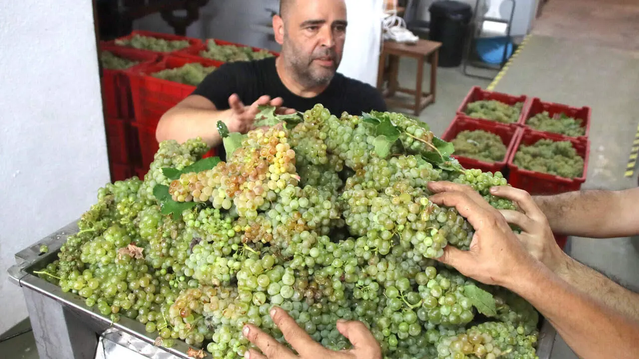 Treballadors de Cellers Blanch, a Puigpelat, fan la primera premsada del ra&iuml;m que acaba d'arribar del tros