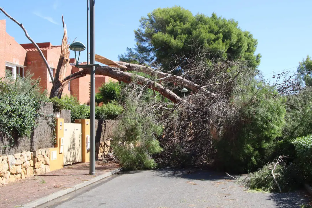  Imatge d'un arbre caigut a la M&oacute;ra 