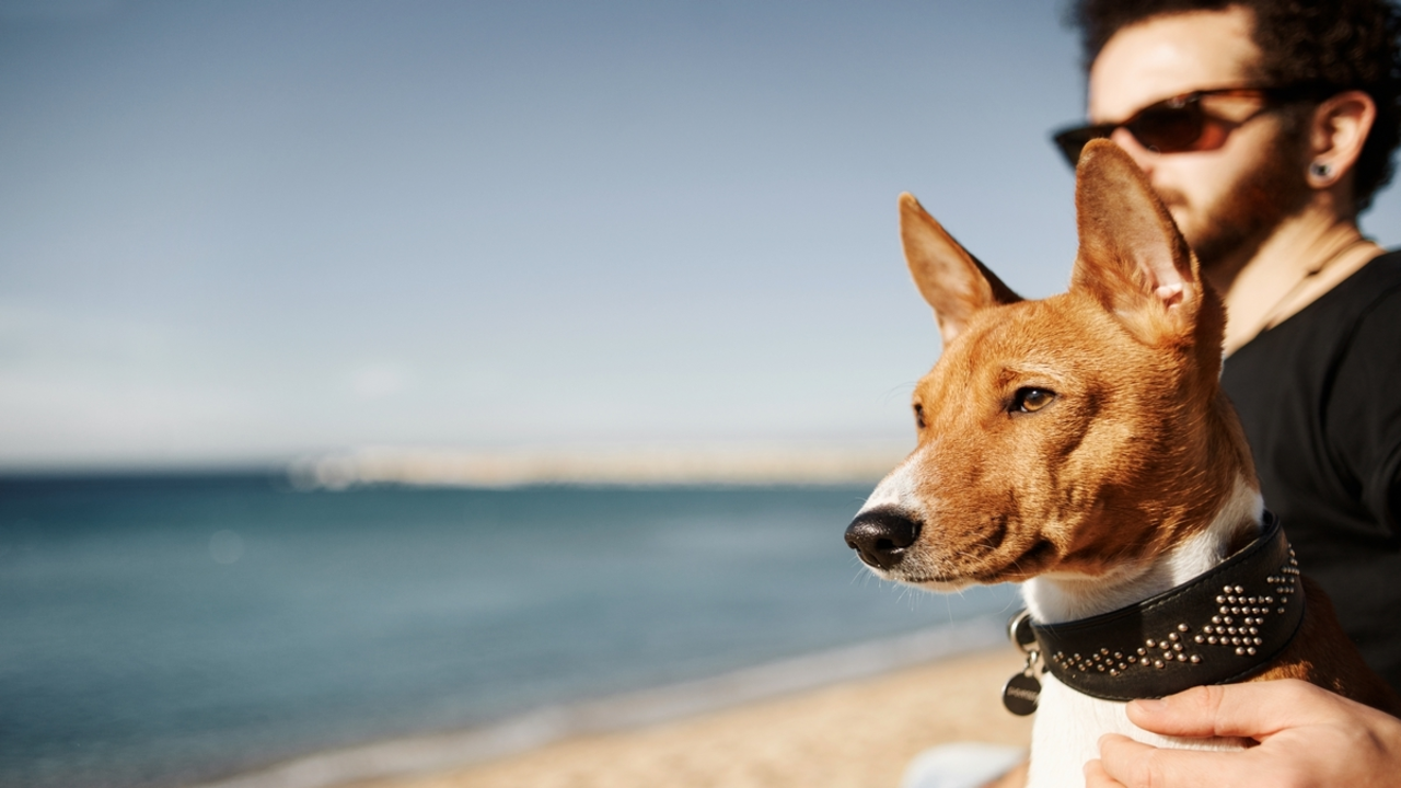 Сlose up portrait dog breed Basenji sitting in sand and looking into the distance enjoying sun in Barcelona, Spain. In the background beautiful young man with tattoos wearing black t-shirt and jeans. Young multiracial Caucasian man.