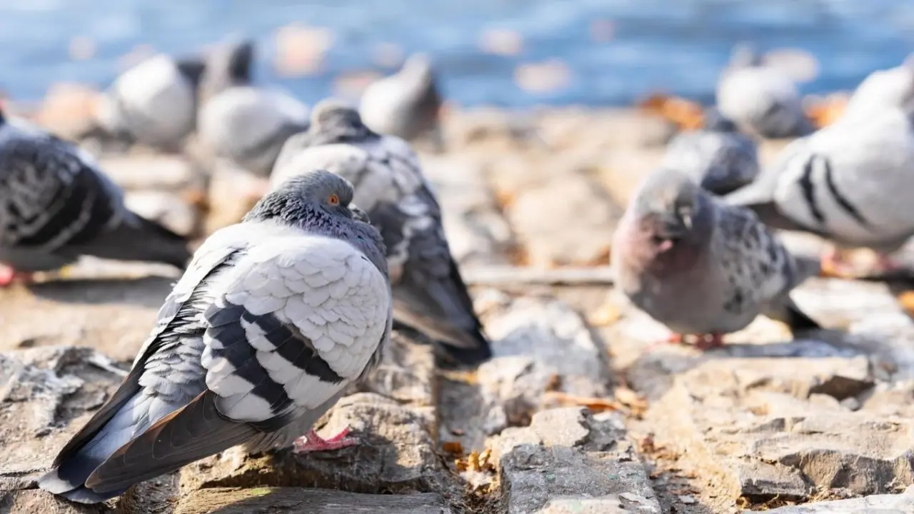 Rub&eacute;n Vi&ntilde;uales parla de les palomes i els trens a Tarragona