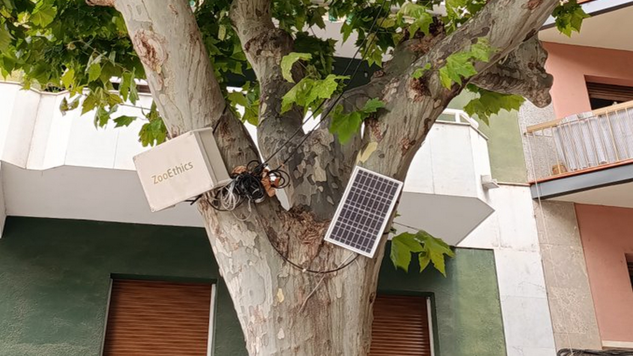 altaveus-x-estornells-valls