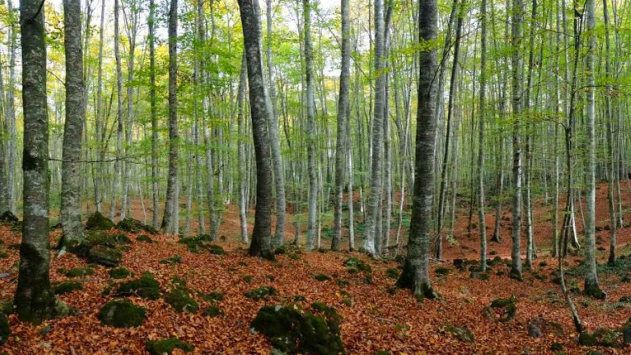 fageda-d-en-jord&agrave;-garrotxa