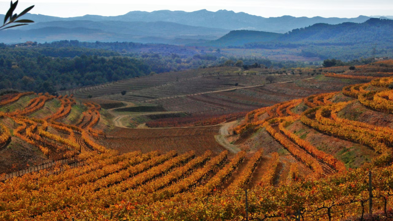 priorat-tardor-vinyes-a-bellmunt-turisme-cat