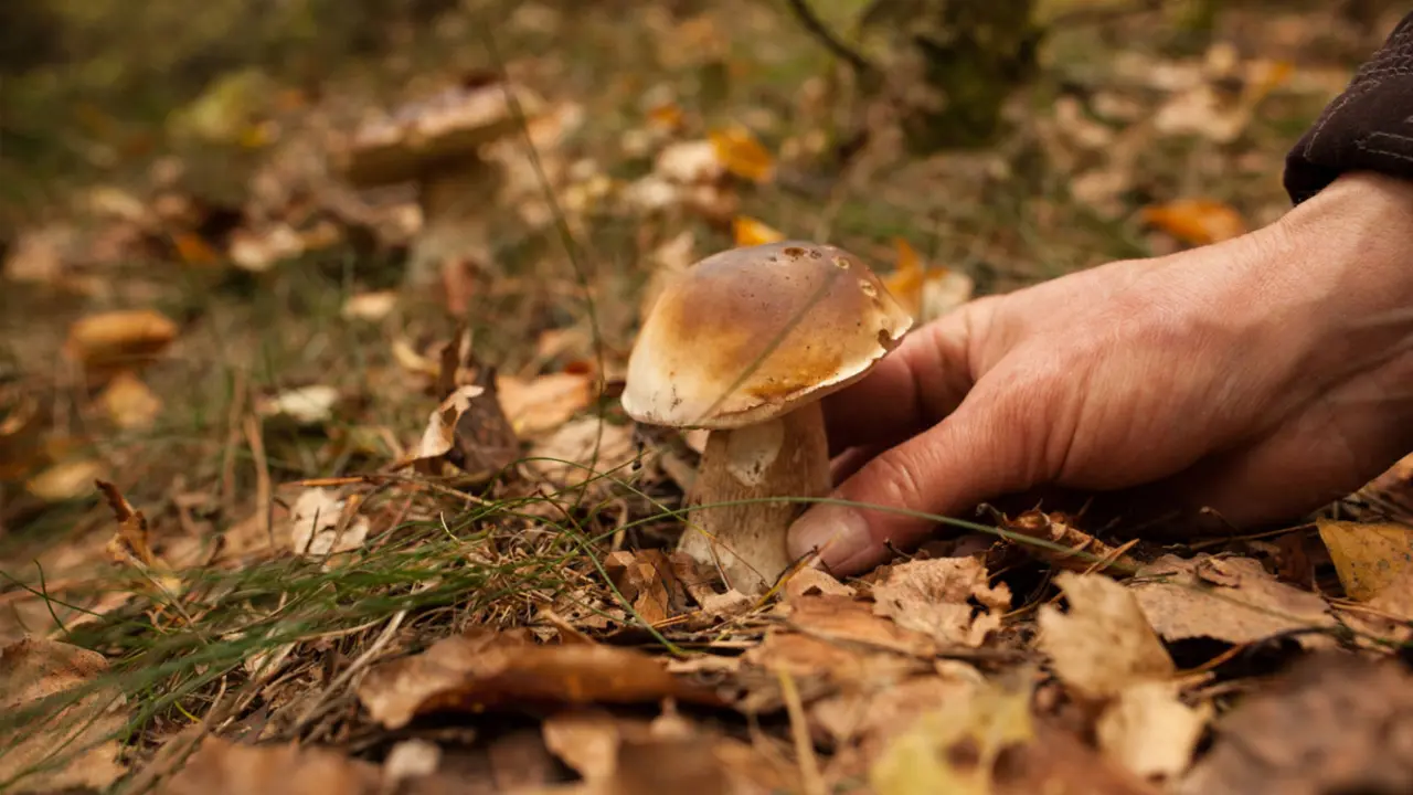 Cistell de bolets en un bosc catal&agrave;