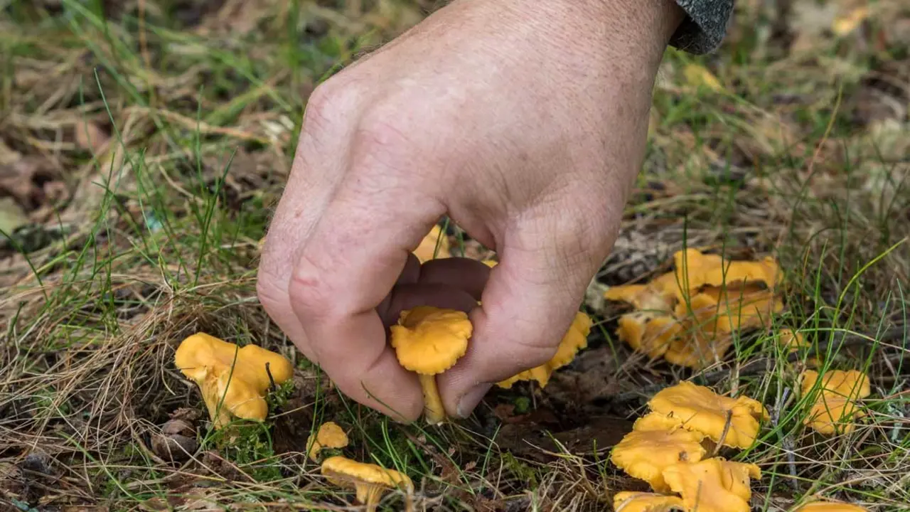 Boletaire buscant ceps al Pirineu