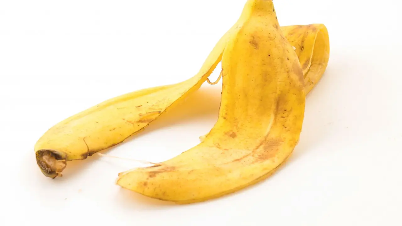 C&agrave;scara de pl&agrave;tan en vinagre per al jard&iacute;