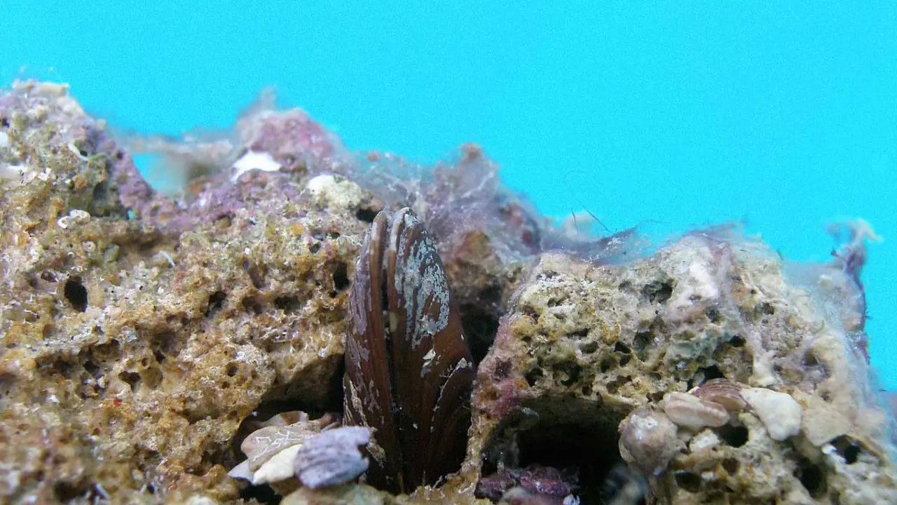 D&agrave;til de mar - Viquip&egrave;dia